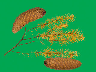 USA, Washington State. Fir cones and fir needles still-life on vibrant green