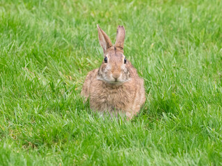 USA, Washington State. Eastern Cottontail Rabbit sitting in grass