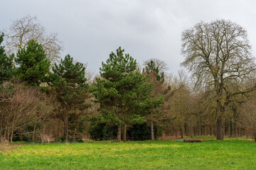 Lush green meadow blends with towering trees under an overcast sky