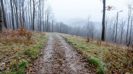 Fototapeta premium Misty autumn trail through forest, hills in background; nature scene