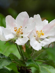 USA, Washington State. Rhododendron flower