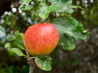 USA, Washington State. Ripe apple hanging on tree limb