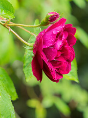 Color stock image of USA, Washington State. Rose