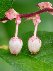 USA, Washington State. Salal blossoms