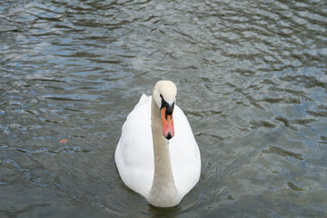 Majestic swan gliding gracefully on tranquil waters during a serene afternoon