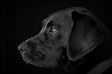 Black Labrador Portrait