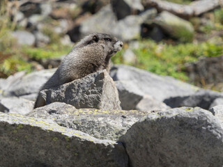 Washington State, Mount Rainier National Park. Hoary marmot resting on rocks while alert for danger