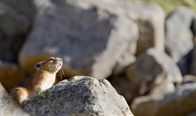 Washington State, Mount Rainier National Park. American pika calling out a warning