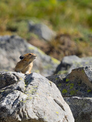 Washington State, Mount Rainier National Park. American pika alert for danger watching over it's home territory