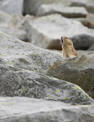 Washington State, Mount Rainier National Park. American pika calling out a shrill danger warning