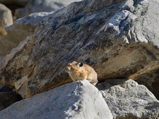 Washington State, Mount Rainier National Park. American pika watching over it's home territory