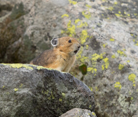 Washington State, Mount Rainier National Park. American pika calling out a warning whistle