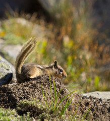 Washington State, Mount Rainier National Park. Golden mantled ground squirrel foraging for seeds.