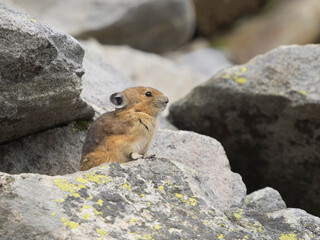 Washington State, Mount Rainier National Park. American pika watching over it's territory