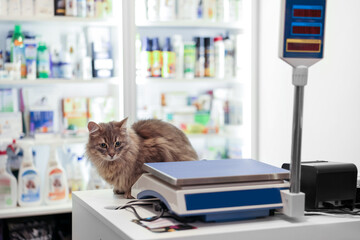 Adorable cat on counter in pet shop. Space for text