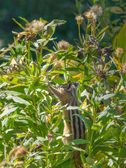 Washington State, Mount Rainier National Park. Townsend's chipmunk standing and reaching for a wildflower seed head