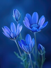 Obraz premium Vivid Blue Wildflower Blossoms