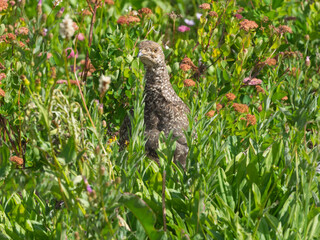 Washington State, Mount Rainier National Park. Sooty grouse, mature adult grouse in alpine meadow, formerly called blue grouse