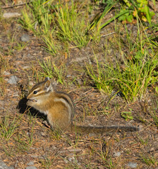Obraz premium Washington State, Mount Rainier National Park. Townsend's chipmunk eating a wildflower seed