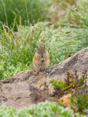 Washington State, Mount Rainier National Park. Townsend's chipmunk sitting on a rock eating a wildflower seed