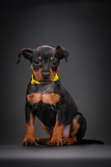 A black and tan miniature pinscher puppy is sitting on a black background. Beautiful dog, studio...