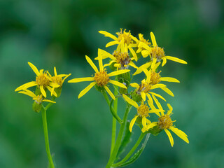 Washington State, Mount Rainier National Park. Arrow-leaved groundsel wildflowers
