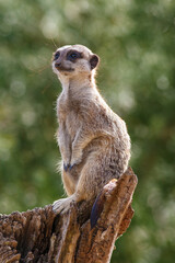 Meerkat on the lookout