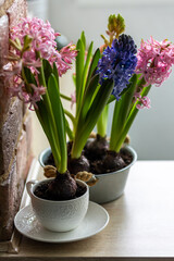 Concept of spring home gardening. Hyacinth flowers with bulbs in ceramic and metal pots. Cozy kitchen or patio interior, hobby and leisure, domestic life. Ecology, earth day, environment