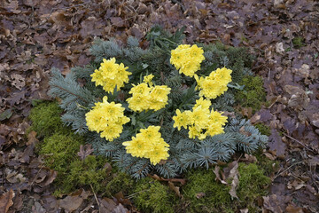waldbestattung