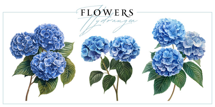 Blue hydrangea flowers isolated on a white background. Vintage painting style illustration.