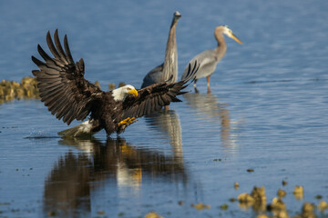 Bald eagle zeros in on potential meal, Washington State, USA