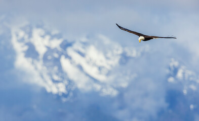 American bald eagle gliding in front of the Olympic Mountains, Washington State, USA