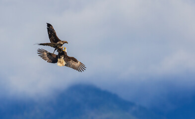 American bald eagles, mid-air battle for a meal, Washington State, USA