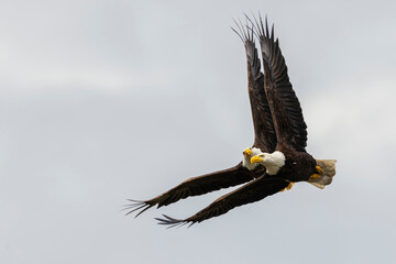 Bald eagle pair flying, Washington State, USA