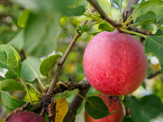 Apples on a branch: fresh, ripe fruits with bright flowers, ideal for autumn still life and fruit compositions.