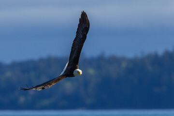 American bald eagle going in for a meal Washington State, USA