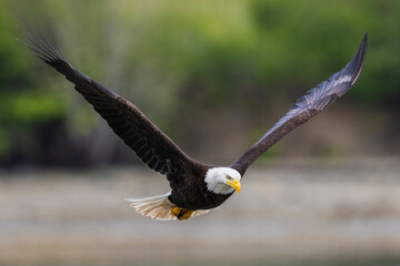 Bald eagle flyby, in search of a meal, Washington State, USA.