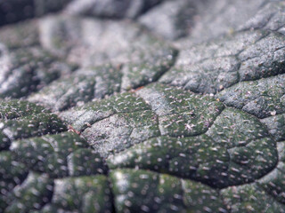 Macro photography of the sheet reveals amazing details of texture and color, immersing you in the world of nature and its beauty.