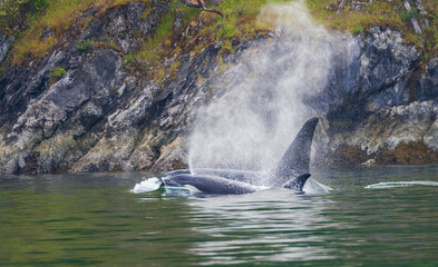 Orca whales surfacing while cruising around the San Juan Islands, Washington State, USA © Danita Delimont