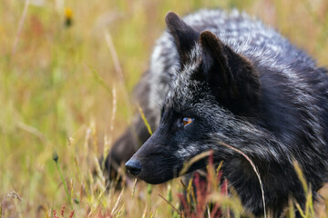 Red fox (Black Phase) close-up portrait, Washington State, USA. © Danita Delimont