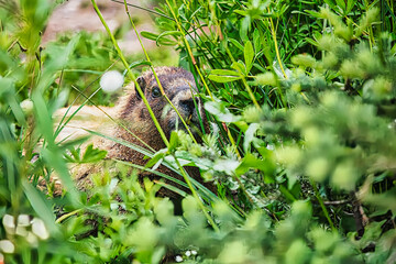 Marmot on Mt. Rainier National Park