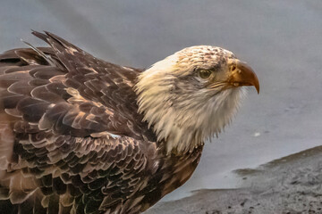 Bald eagle during the Salmon Run along Nooksack River in Washington State.