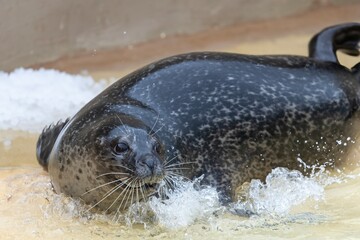 Close up of a common seal (phoca vitulina) © tom