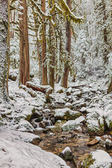 Copper Creek in the Gifford Pinchot National Forest