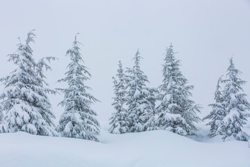 Snowstorm around the Paradise area of Mt. Rainier National Park