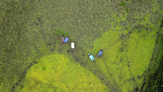 Scenic Drone View of Sapla Bill in Barishal, Bangladesh &ndash; Lotus Wetland Aerial Footage
