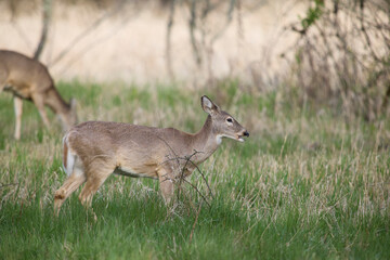 Columbia white-tailed deer does foraging.