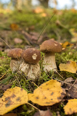 mushrooms in the forest
