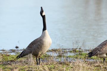 Canada goose honking before taking flight.