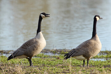 Obraz premium Canada goose honking before taking flight.